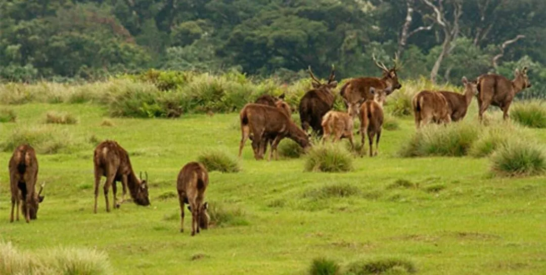 Vishmi'S Rest Hotel Nuwara Eliya
